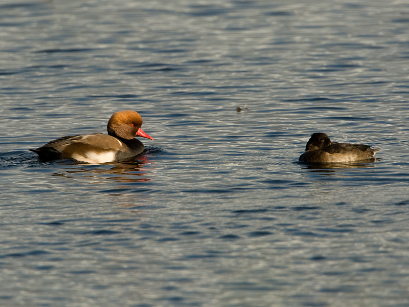 Netta rufina Krooneend Red-crested Pochard